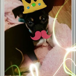 Meet your Posher, Dany